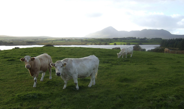 File:Cattle by Moher Lough - geograph.org.uk - 586056.jpg
