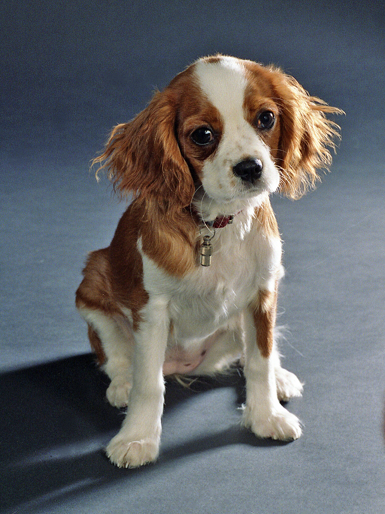 puppy-care-center-cavalier-king-charles-spaniel-puppy-care-center-and