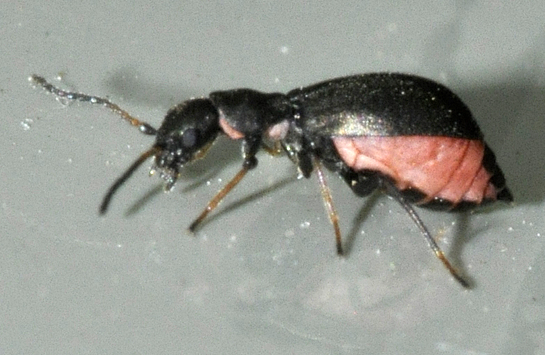 File:Charopus-flavipes-15-fws.jpg