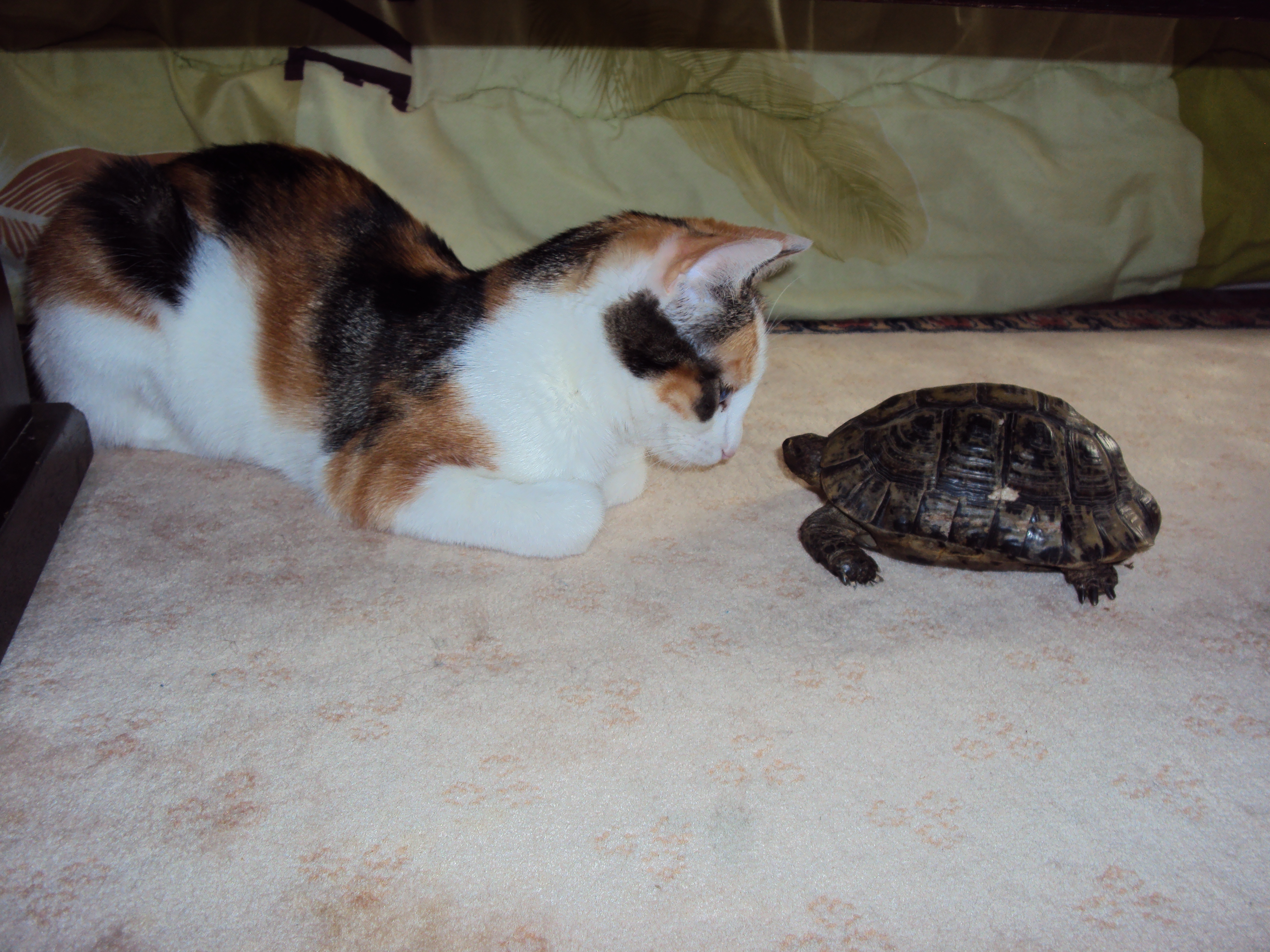 File Chaton Ecaille De Tortue Et Une Tortue Jpg Wikimedia Commons