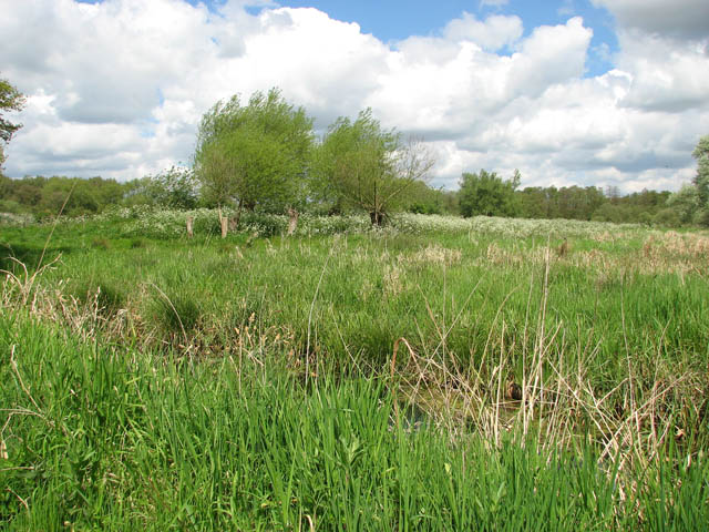 File:Church Marsh Nature Reserve in early May - geograph.org.uk - 1285298.jpg