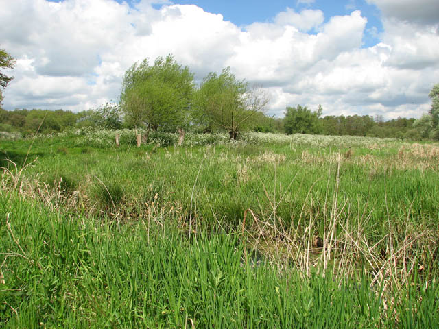 Surlingham Church Marsh RSPB reserve