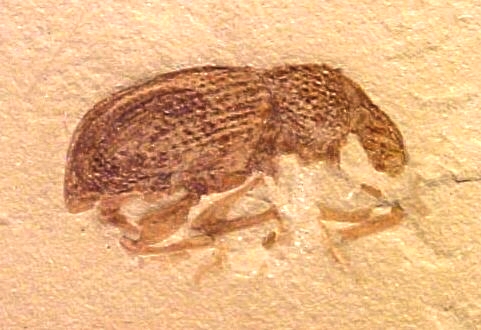 File:Circulionidae Green River Fm.jpg