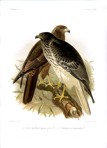 File:Circus macrosceles Keulemans.jpg