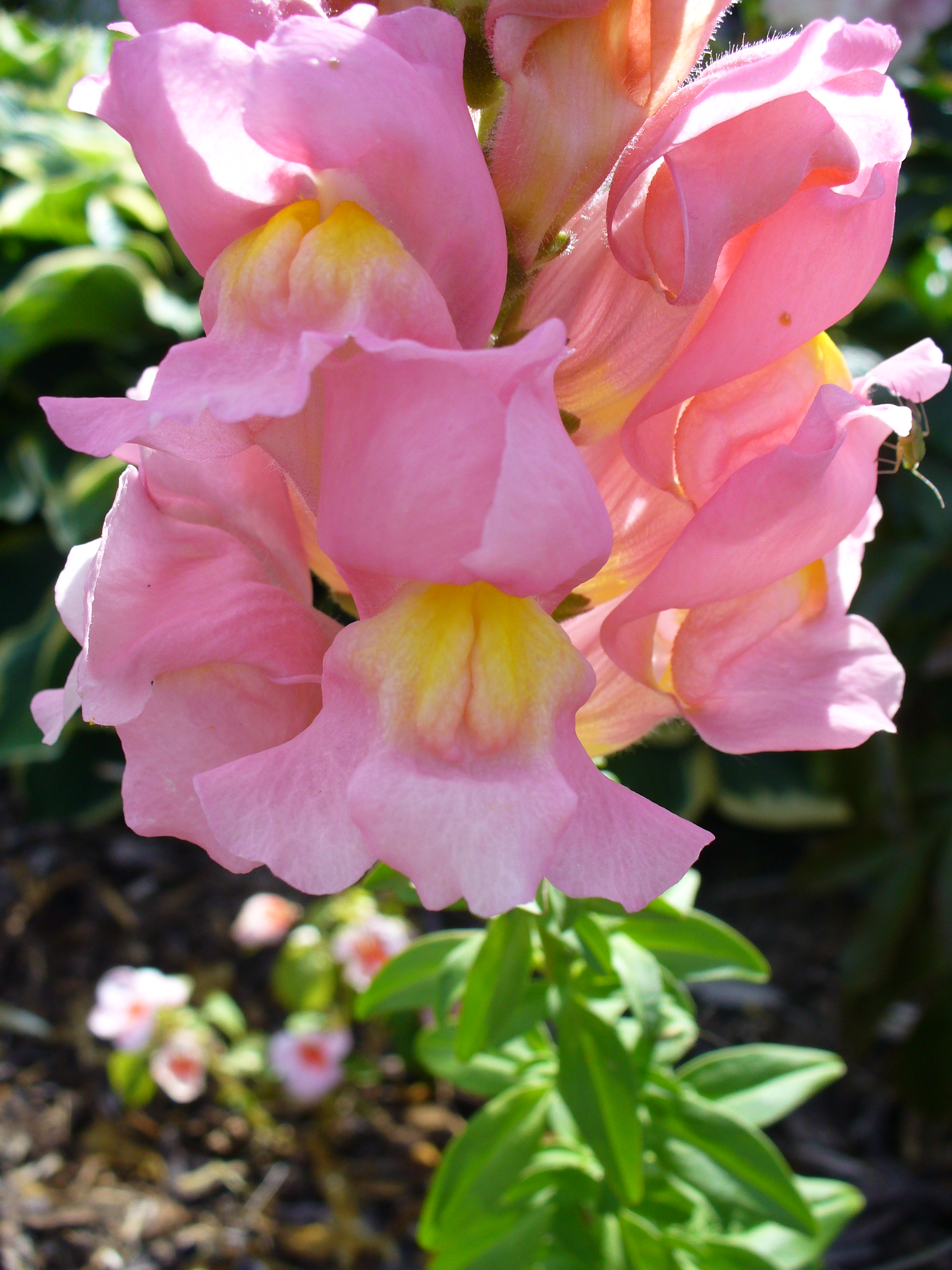 File:Colourful Antirrhinum flower.jpg  Wikimedia Commons