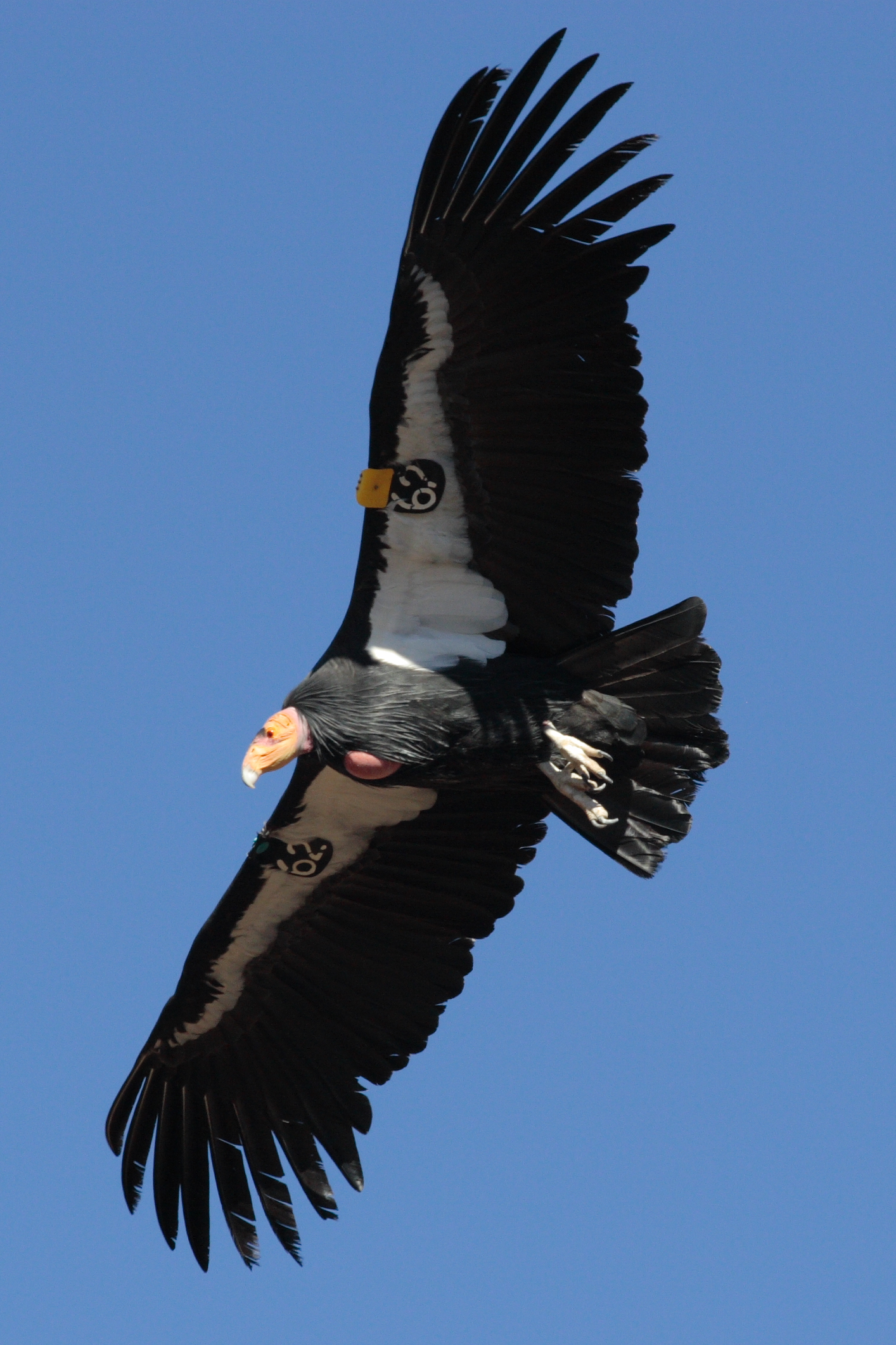 File:Condor in flight.JPG - Wikipedia