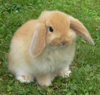 American Fuzzy Lop - Wikipedia