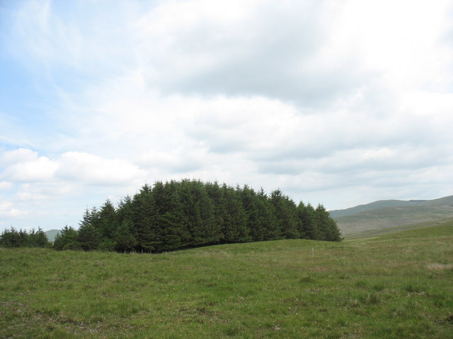 File:Conifer plantation on Mynydd Bach - geograph.org.uk - 473544.jpg