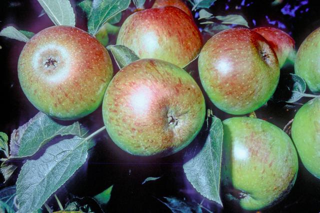 File:Crawley Beauty (LA 65A) on tree, National Fruit Collection (acc. 1973-170).jpg