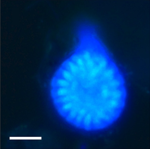 File:Dinovorax pyriformis PMC5609580 fig1i.png