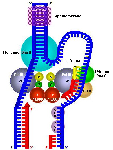 File:E. coli replisome.png