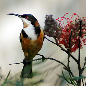 File:Easternspinebill.jpg