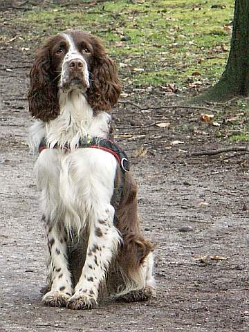 english springer spaniel