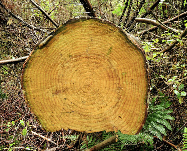 File:Felled tree, Clandeboye Wood near Bangor - geograph.org.uk - 3096938.jpg