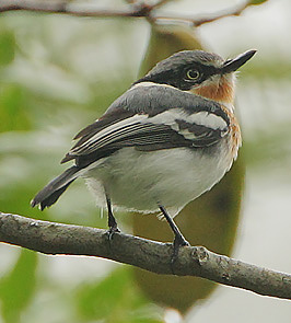 Flickr - Rainbirder - Pale Batis (Batis soror).jpg