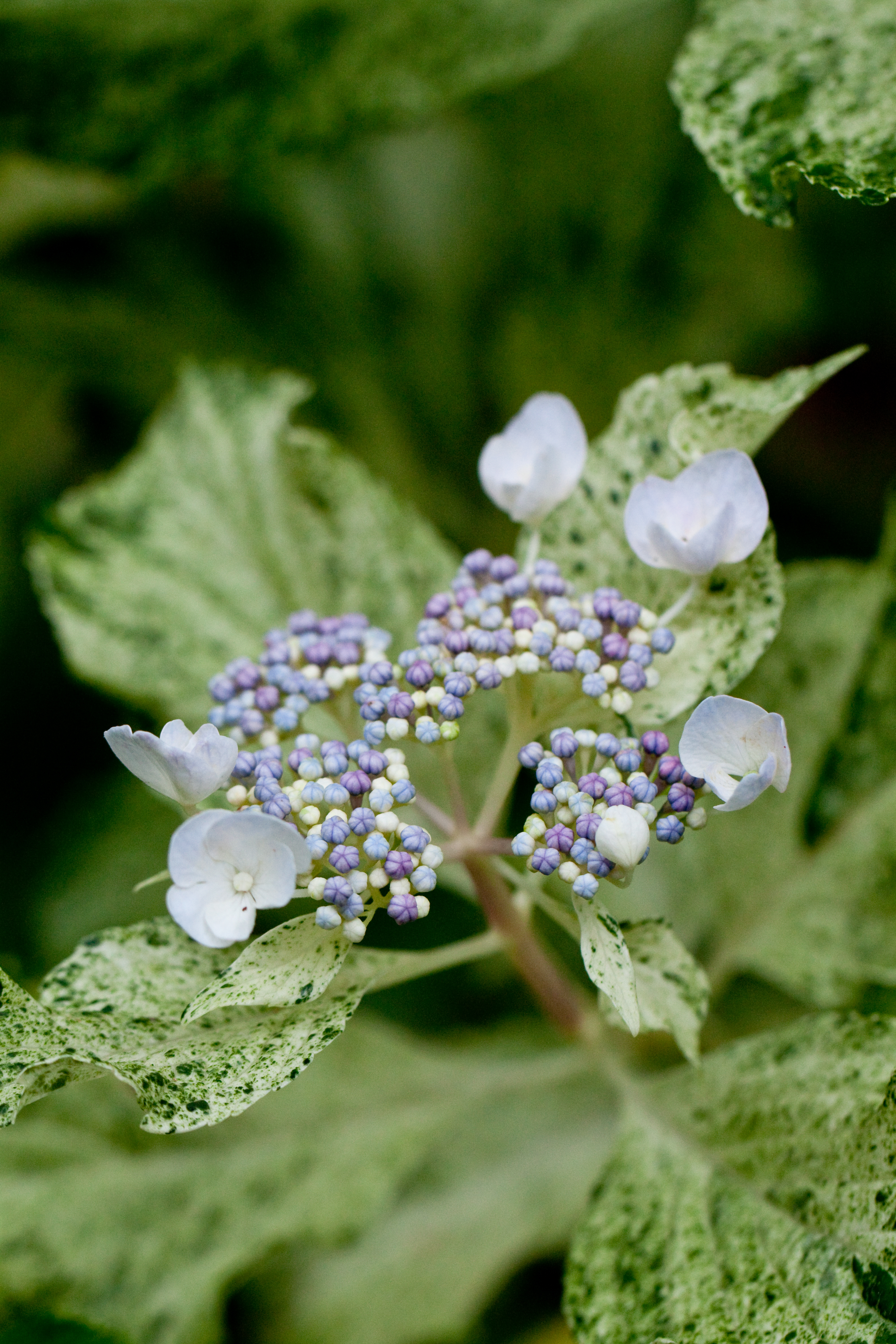 File Flower Hydrangea Uzu Ajisai Variegation Flickr Nekonomania Jpg Wikimedia Commons