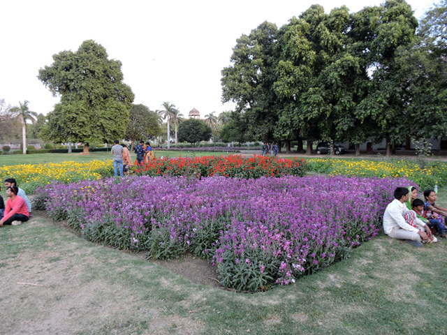 File:Flowers in spring season,Purana Qila ,Delhi 03.jpg