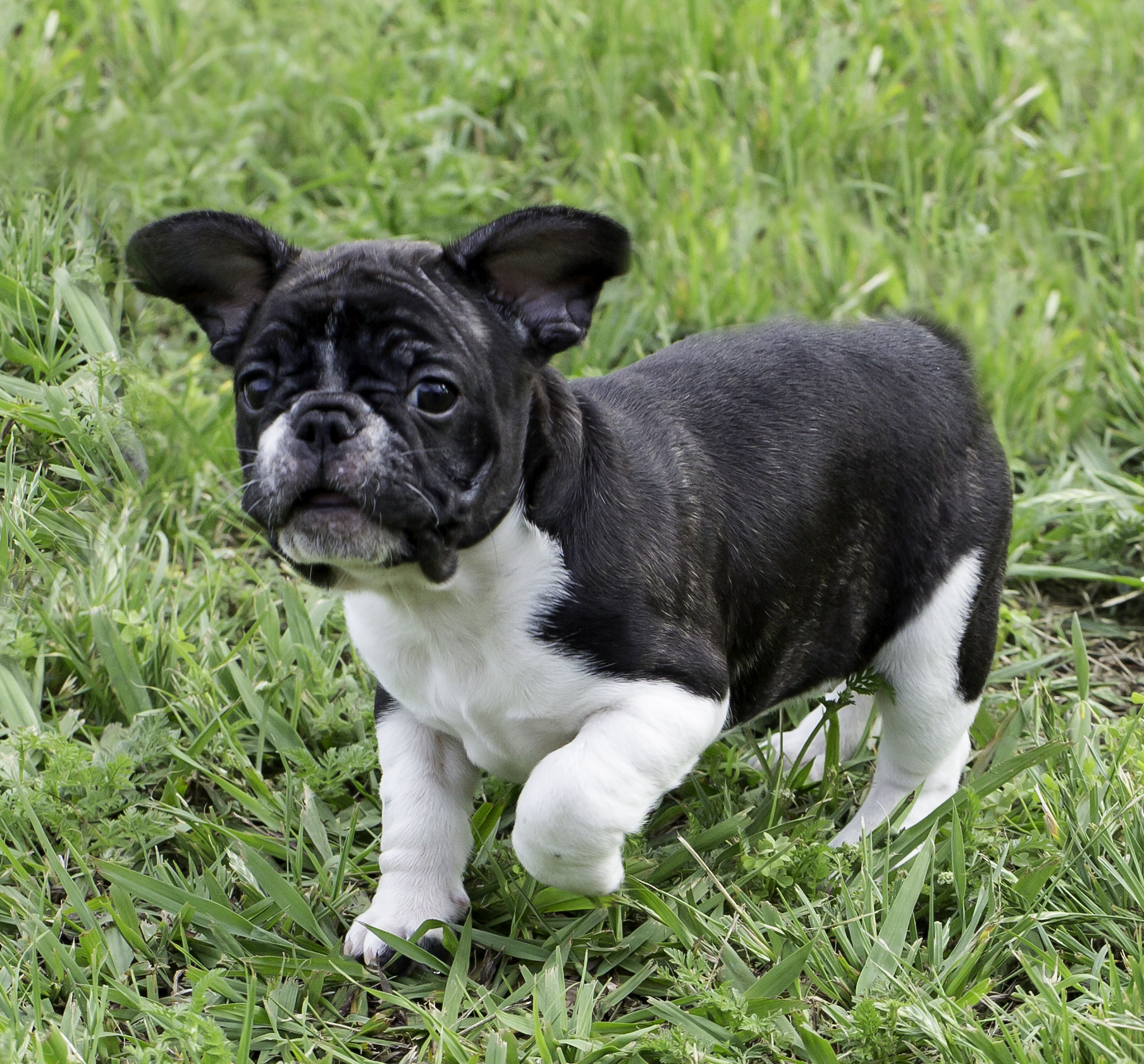 How Much To Feed A French Bulldog Puppy?