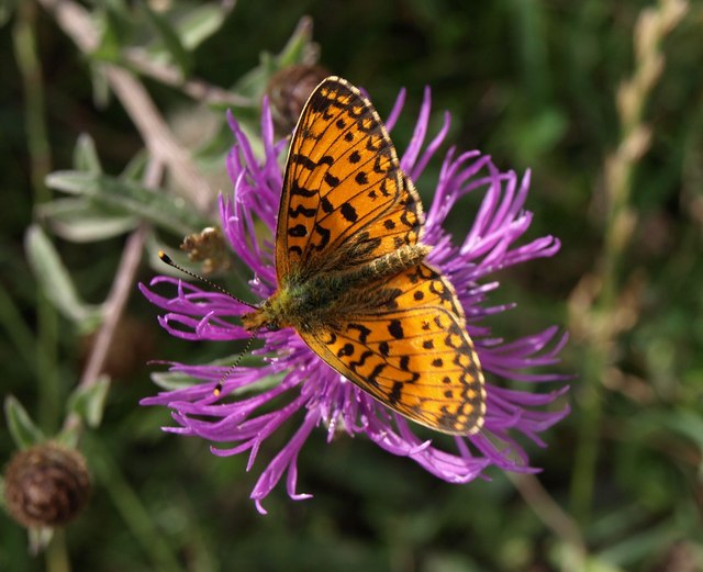 File:Fritillary above Hugh's Hole - geograph.org.uk - 2547117.jpg