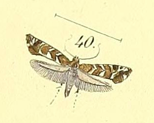 <i>Glyphipterix tungella</i> Species of moth