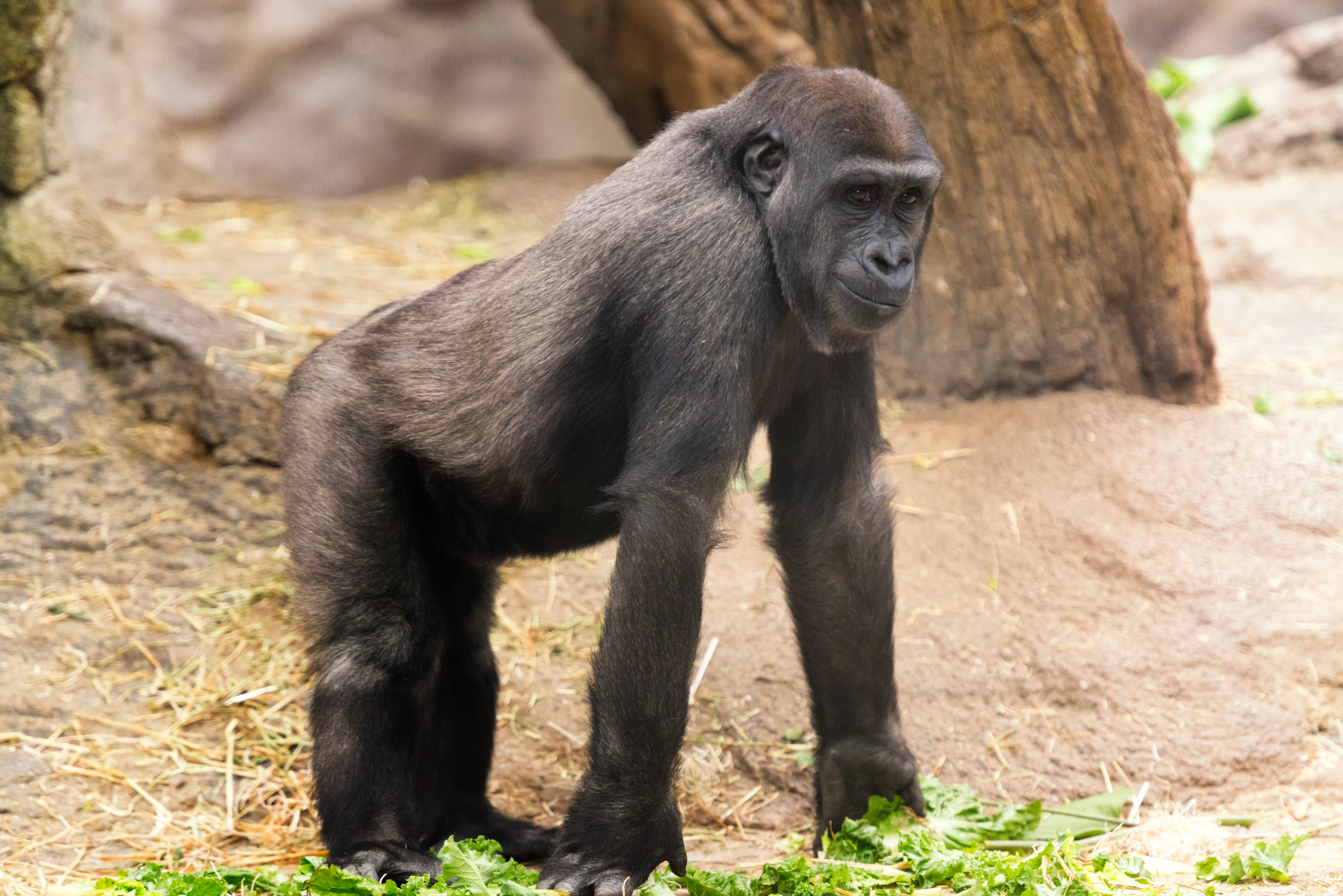 Gorilla Posed on Four Legs (18225507964).jpg