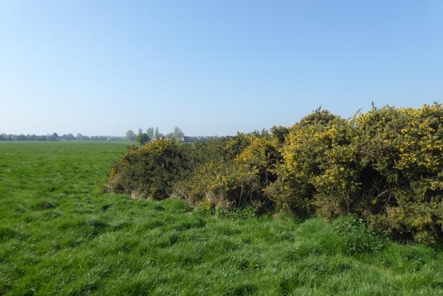 File:Gorse coming into flower - geograph.org.uk - 5341202.jpg