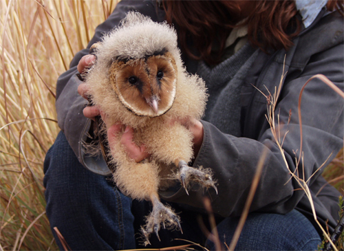 File:Grass owl.jpg