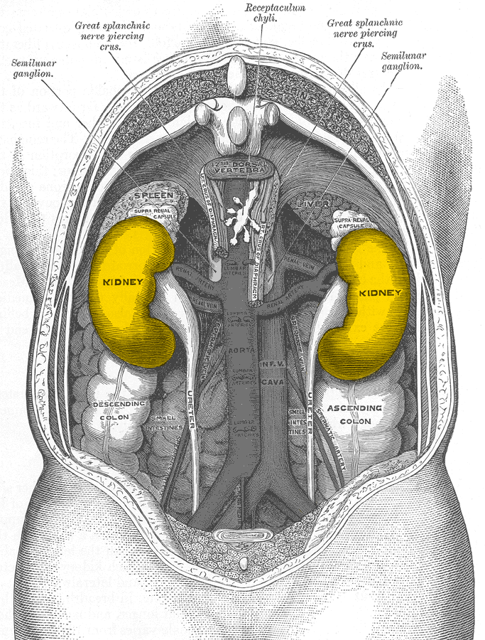 zona periferica a rinichilor