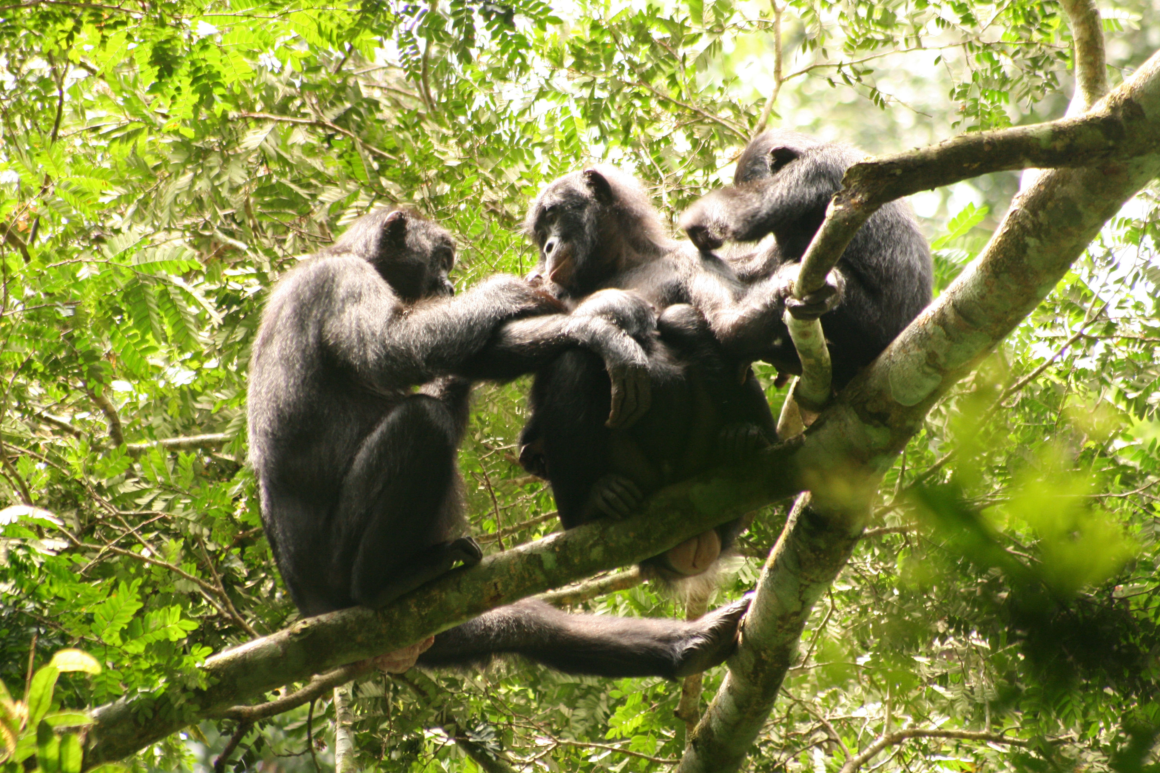 The ranges of bonobos and chimpanzees are separated by the Congo River, wit...