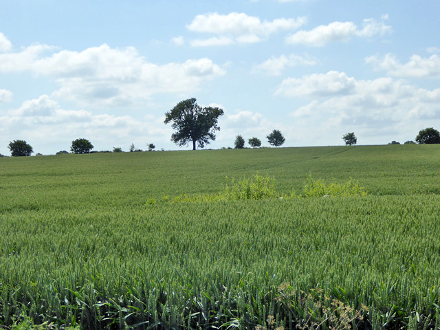 File:Hedgerow horizon - geograph.org.uk - 5431952.jpg