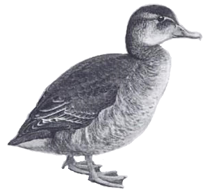 File:Heteronetta atricapilla by John Charles Phillips (1876-1938) flipped.PNG