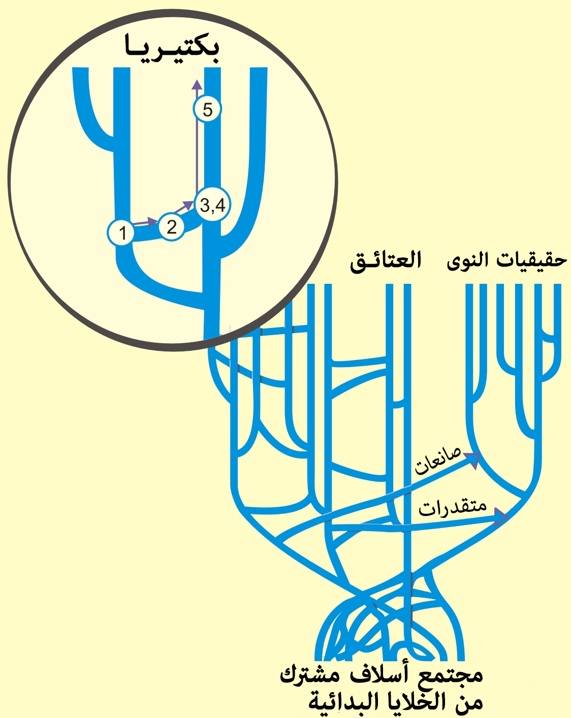 بافتراض ان جميع الجينات السته قد تم نقلها من بكتيريا مانحه