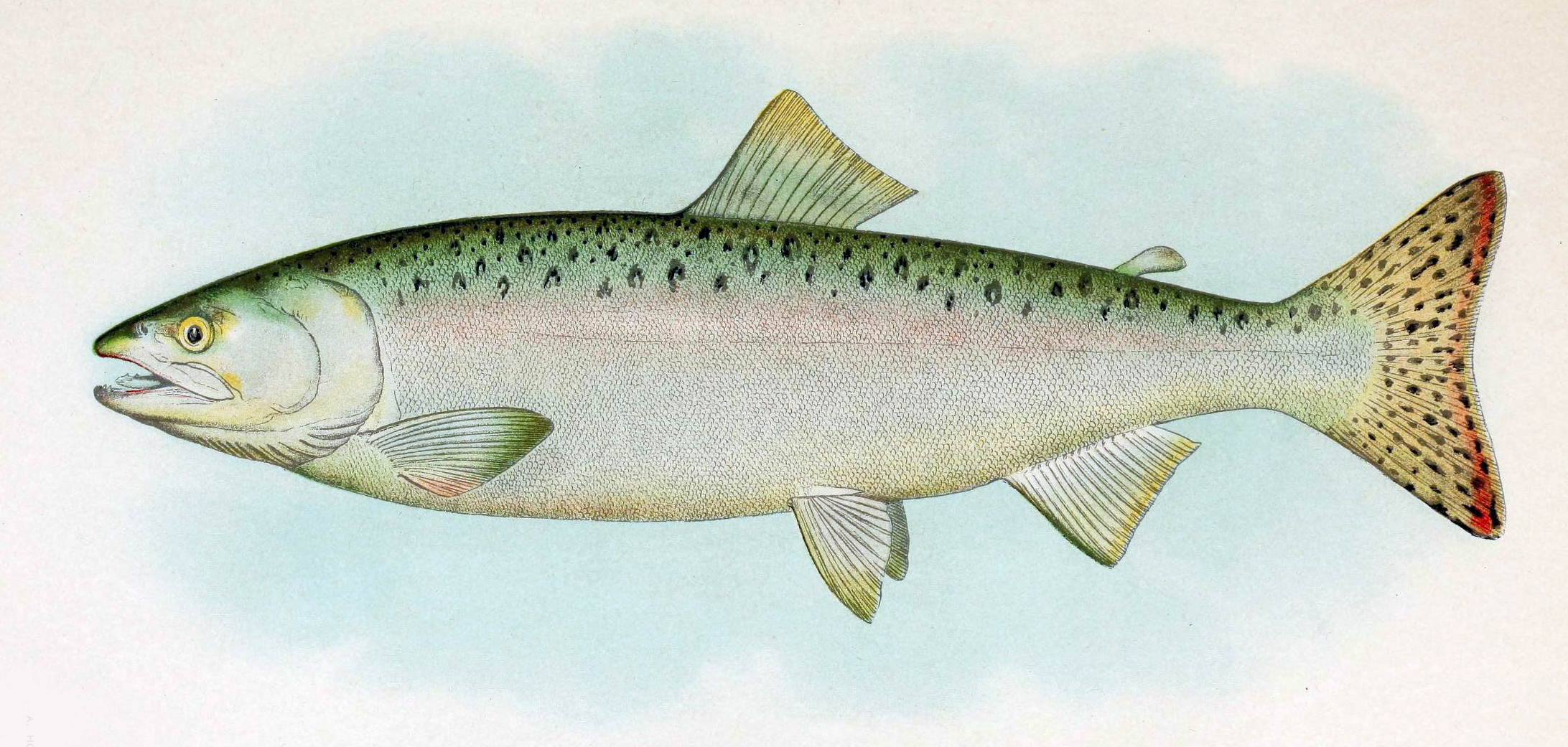 Лососевая рыба 7. Pink Salmon горбуша - Oncorhynchus gorbuscha. Горбуша (Oncorhynchus gorbuscha). Кижуч Тихоокеанский лосось. Кижуч (Oncorhynchus kisutch).