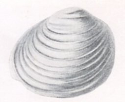 File:Johansen 1904 Fig-2 Pisidium clessini.jpg