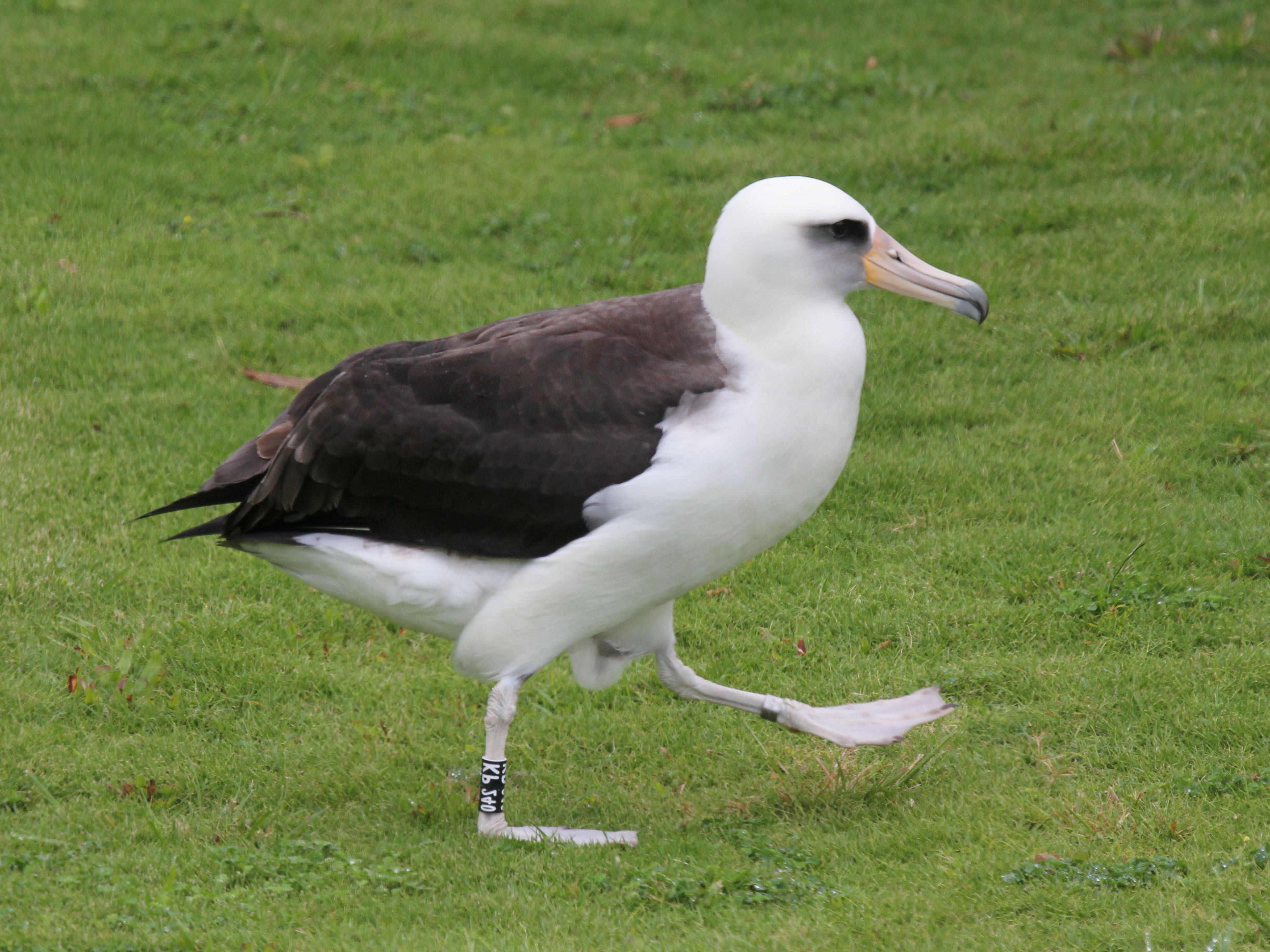 Image result for laysan albatross