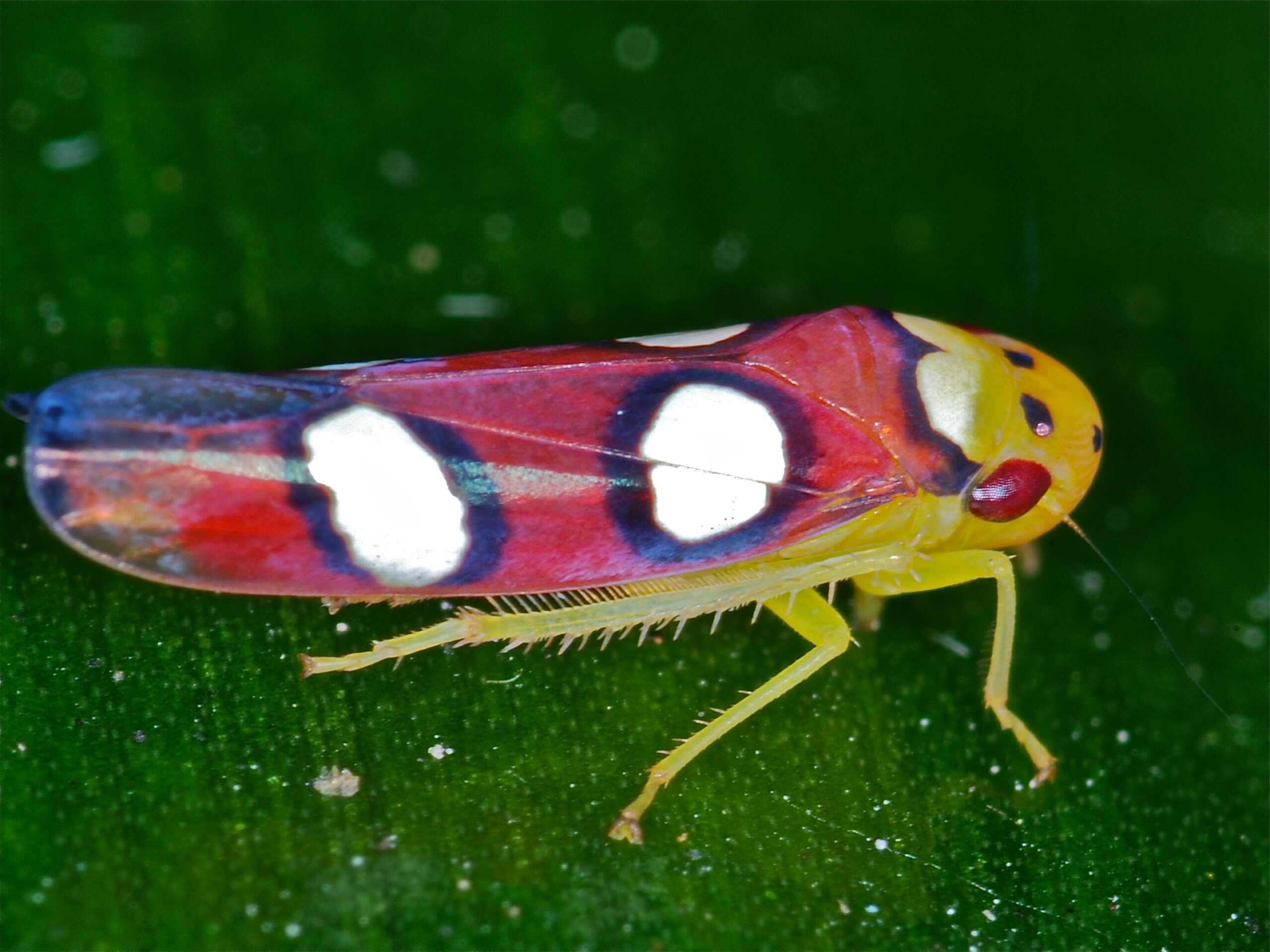 Leafhopper (Erythrogonia laudata) (6775982849).jpg