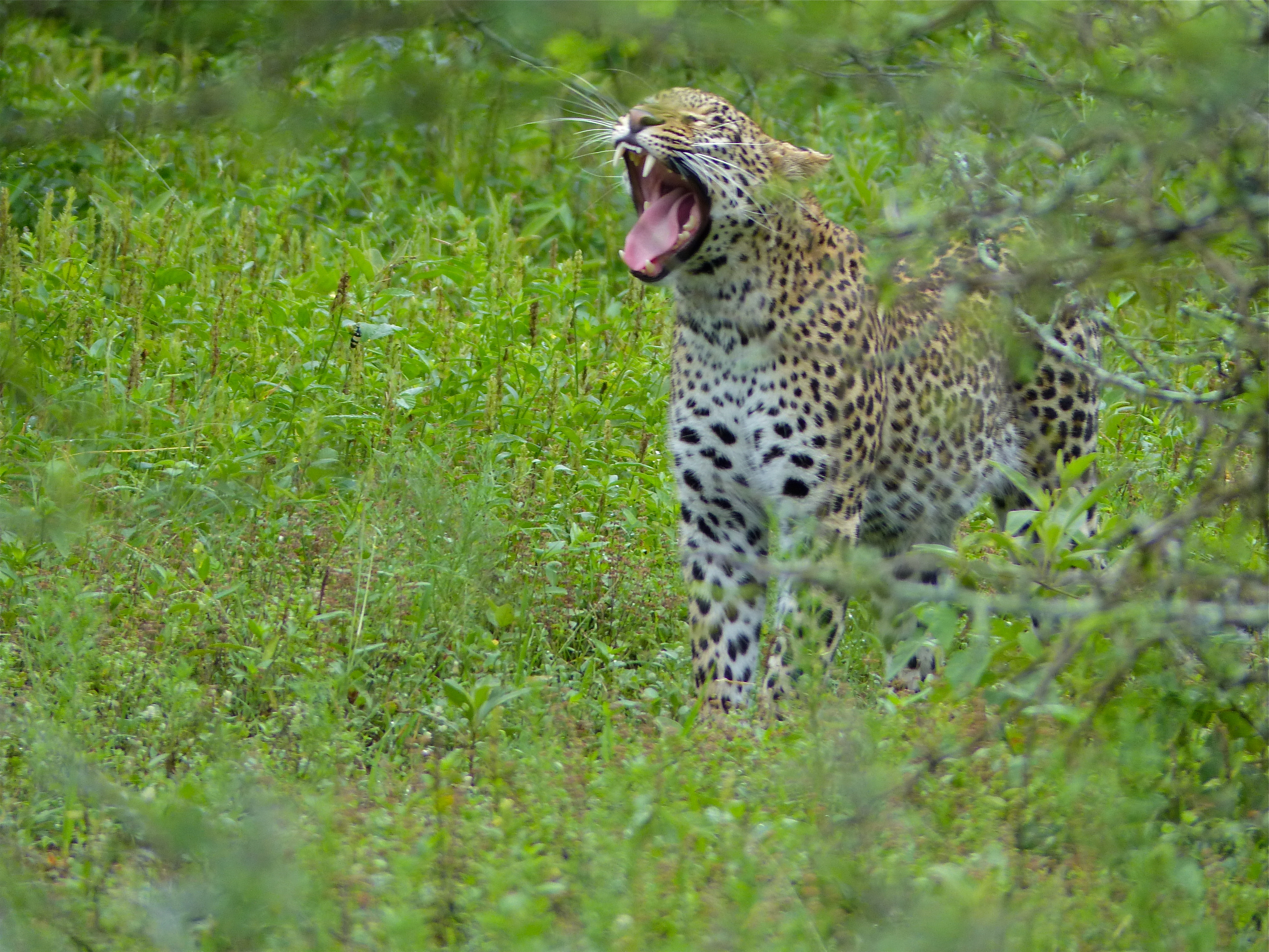 Leopard (Panthera pardus) yawning (12907200864).jpg