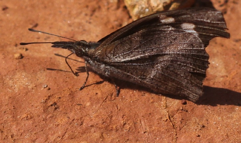 File:Libythea lepita mudpuddling.jpg