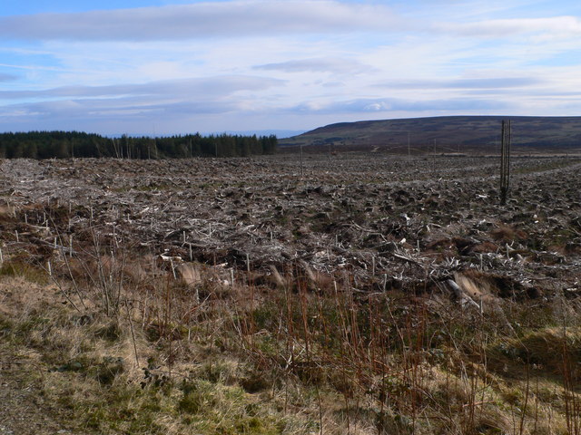 Llandegla Forest - geograph.org.uk - 1179755