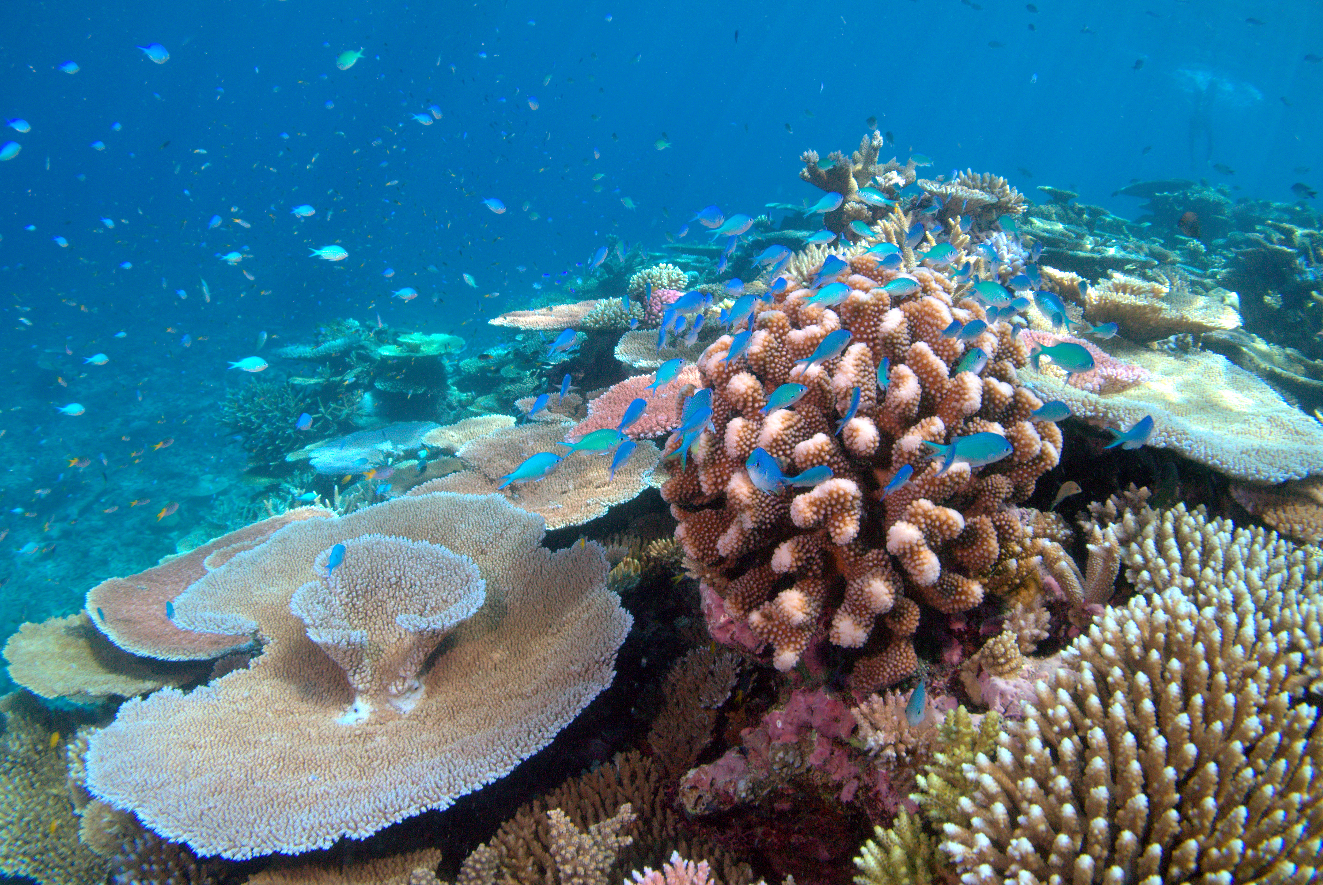 Coral bleaching - Wikipedia