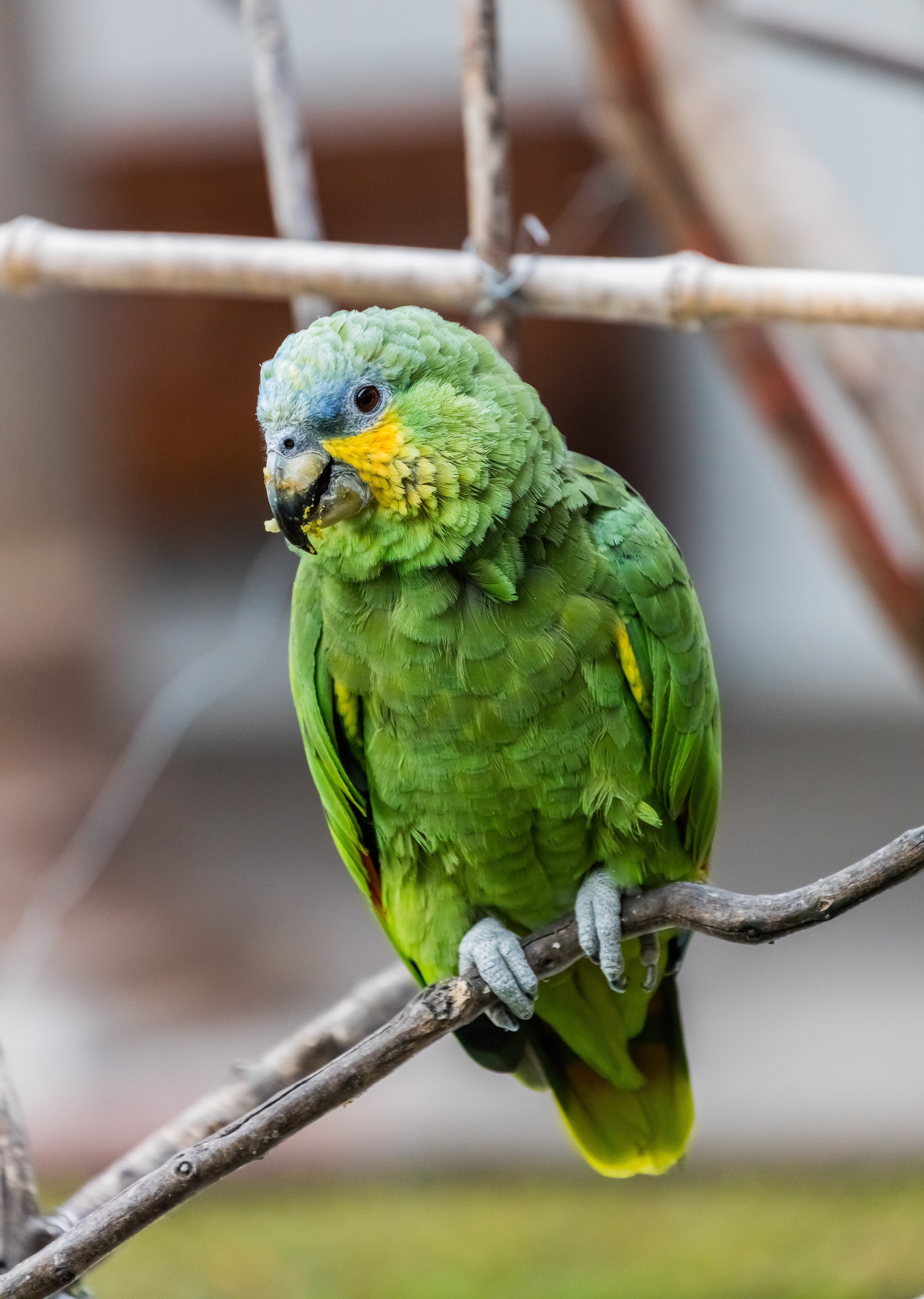 Cost of Canary Birds