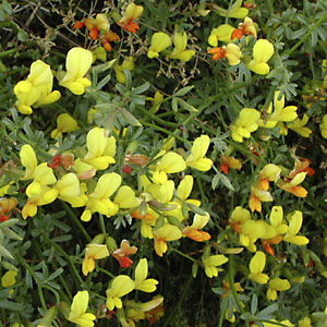 <i>Ottleya rigida</i> Species of legume