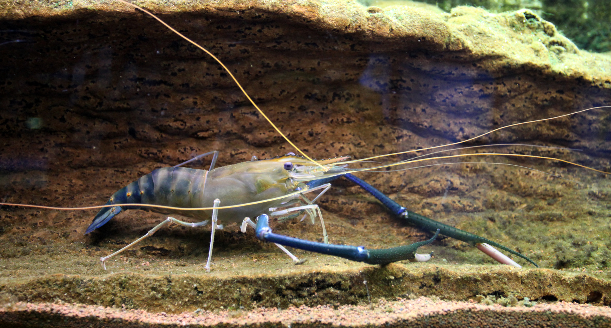 giant freshwater shrimp