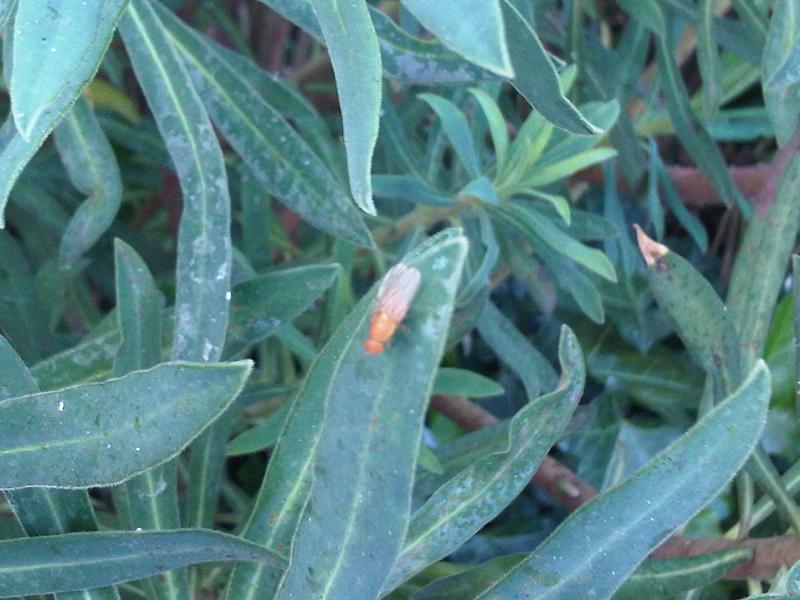 File:Malpighiales - Euphorbia atropurpurea 4.jpg