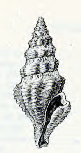 <i>Mangelia leuca</i> species of mollusc