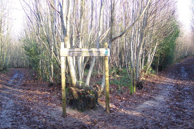 Marshleyharbour Wood - geograph.org.uk - 1610381