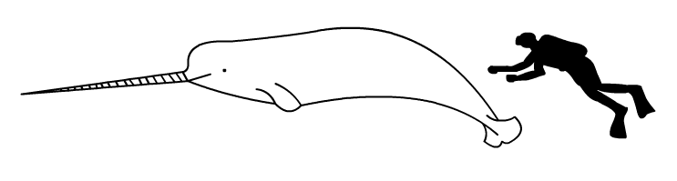 File:Narwhal size.png