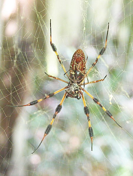 Nephila clavipes spider on web with forest background