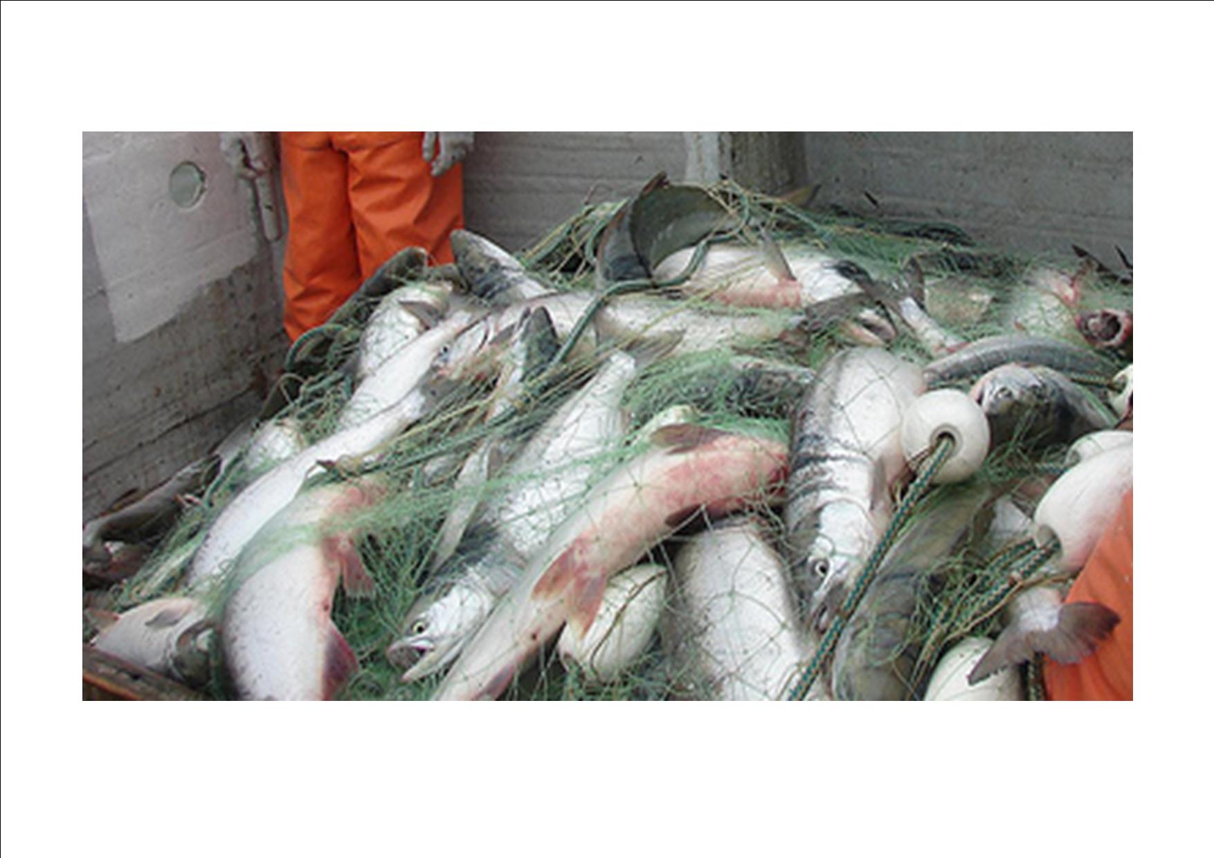 Fish stocks - Wikipedia