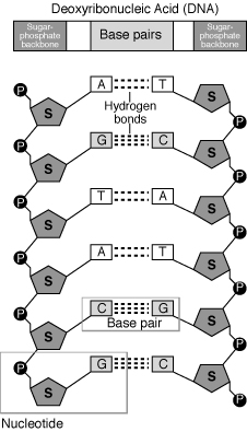 File:Nucleotide.gif